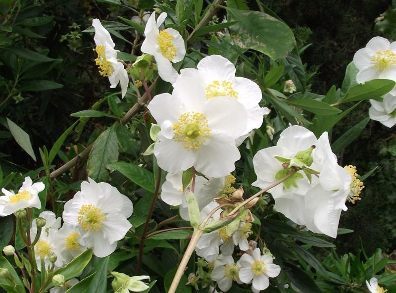 Tree anemone (Carpenteria californica)