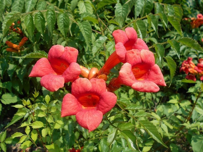 Trumpet vine (Campsis radicans)