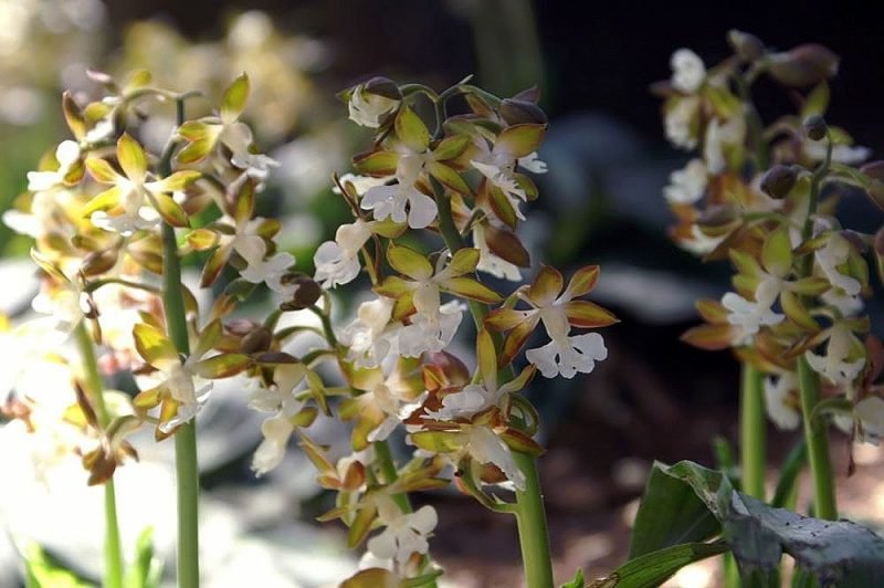 Two-coloured calanthe (Calanthe discolor)