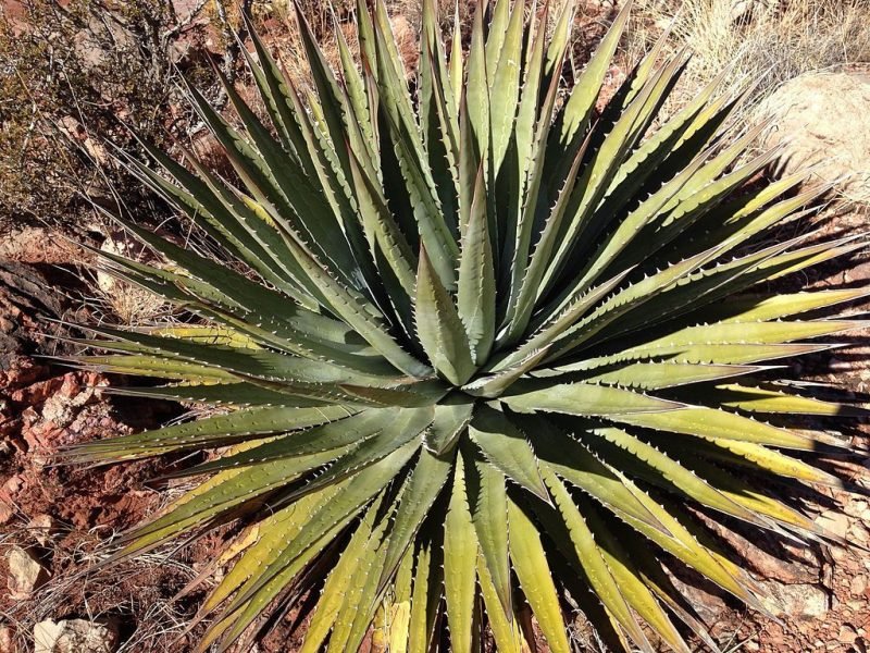Utah aloe (Agave utahensis)