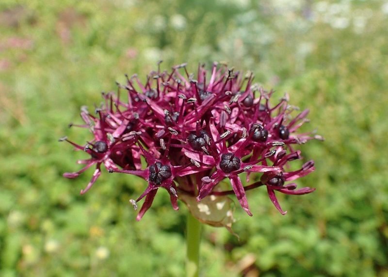 Very-dark purple allium (Allium atropurpureum)