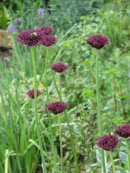 How to plant Very-dark purple allium (Allium atropurpureum)_1