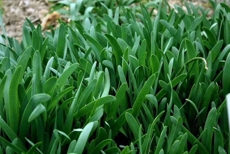 Where to plant Very-dark purple allium (Allium atropurpureum)_2