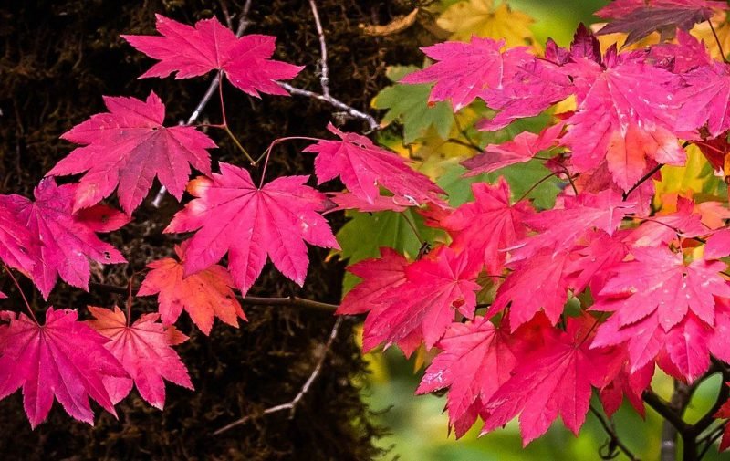 Vine maple (Acer circinatum)