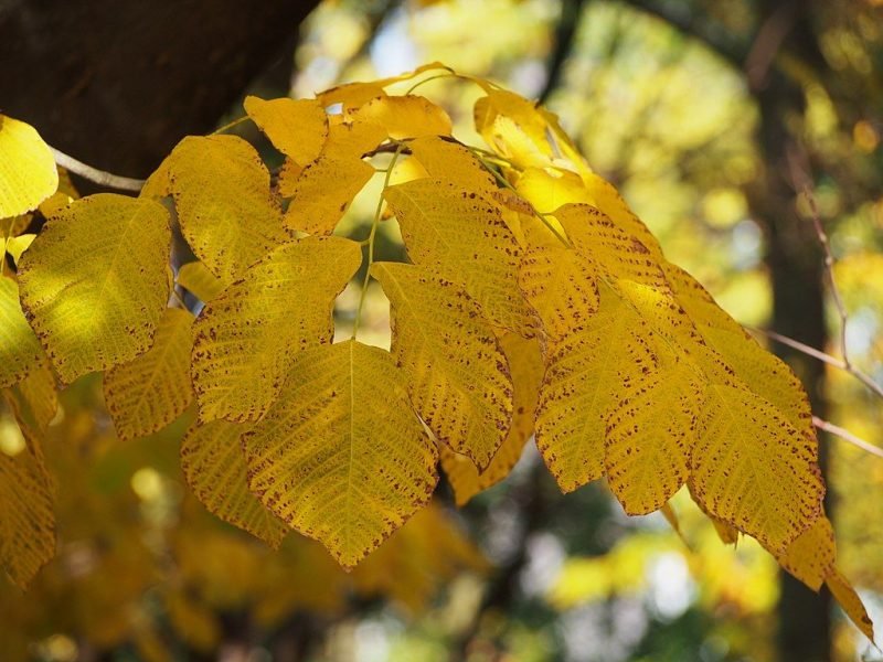 Virgilia (Cladrastis kentukea)