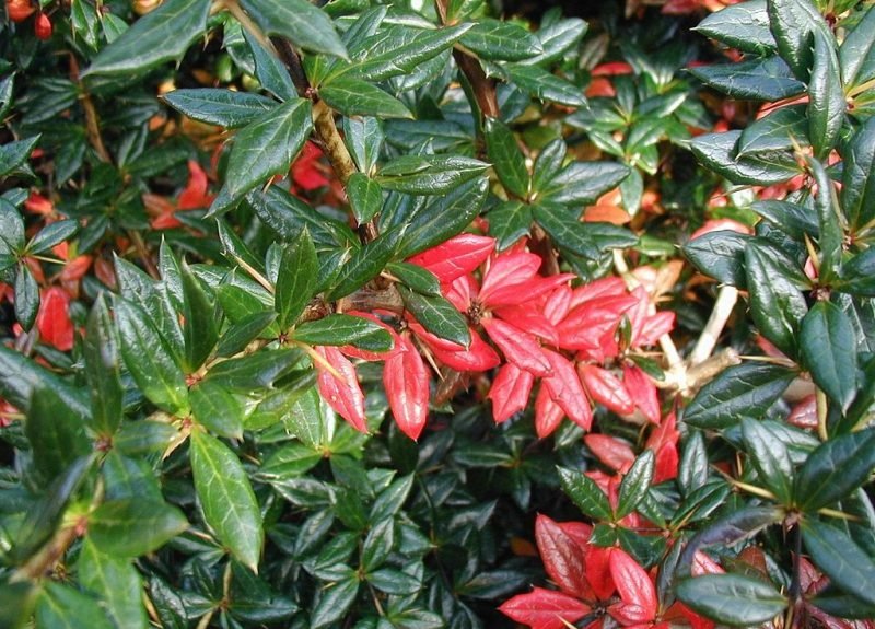 Warted barberry (Berberis verruculosa)