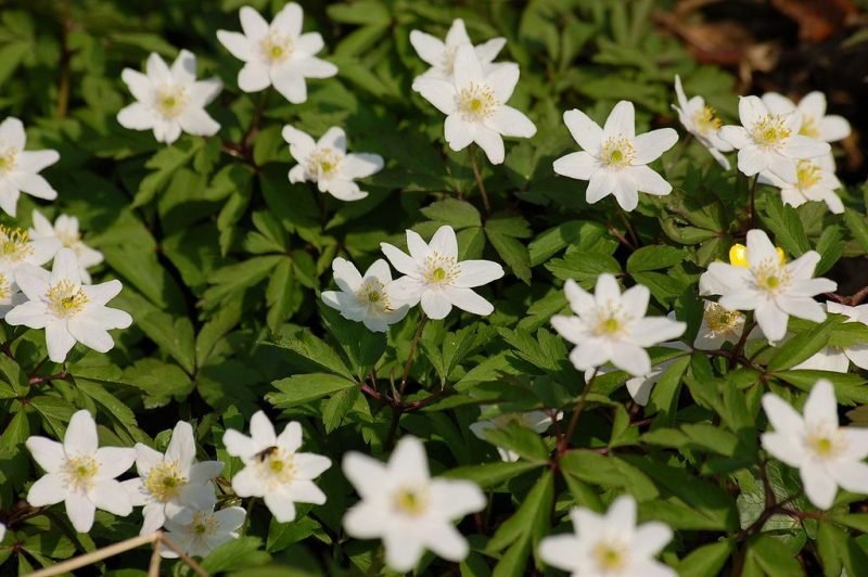 Wood anemone (Anemone nemorosa)
