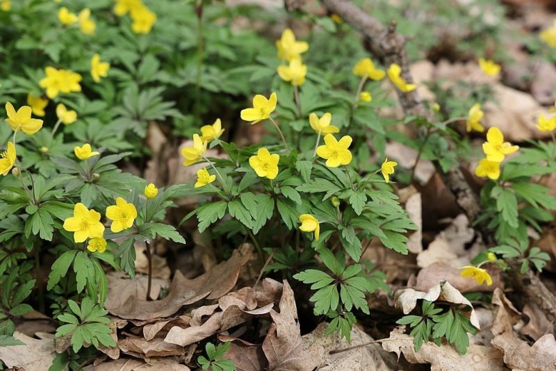 Yellow anemone (Anemone ranunculoides)