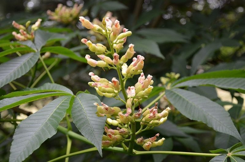 Yellow buckeye (Aesculus flava)