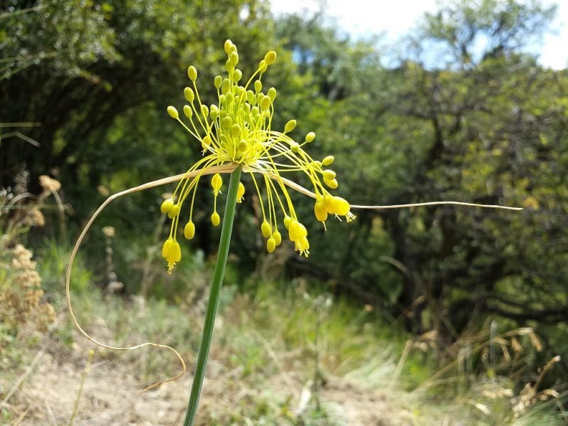 Yellow-flowered garlic (Allium flavum)