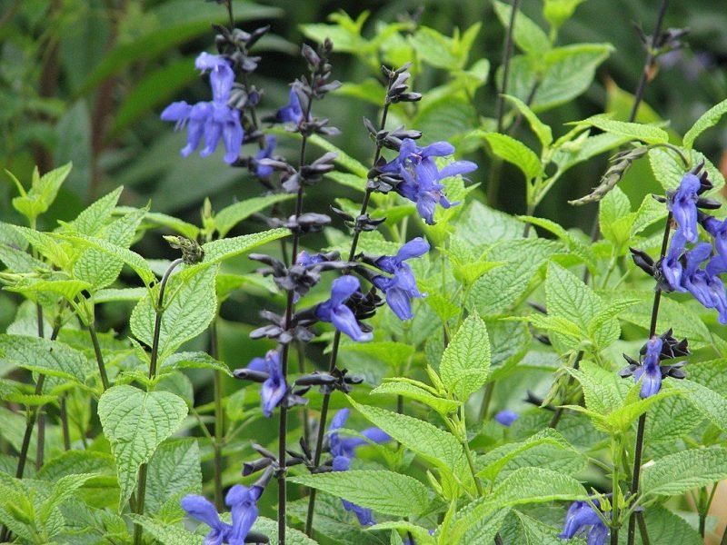 Anise-scented sage (Salvia guaranitica)