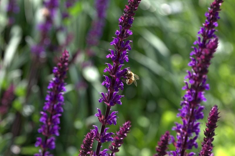 Balkan clary 'Caradonna' (Salvia nemorosa 'Caradonna')