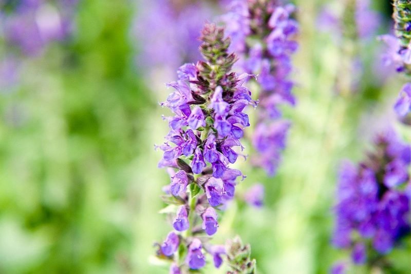 Balkan clary [Marcus] (Salvia nemorosa Marcus - 'Haeumanarc')
