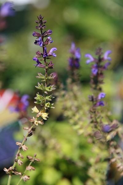 How to plant Balkan clary [Marcus] (Salvia nemorosa Marcus - 'Haeumanarc')_1