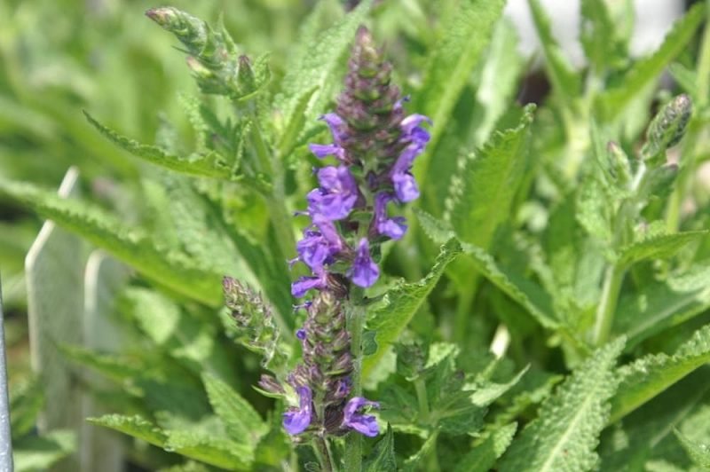 Where to plant Balkan clary [Marcus] (Salvia nemorosa Marcus - 'Haeumanarc')_2