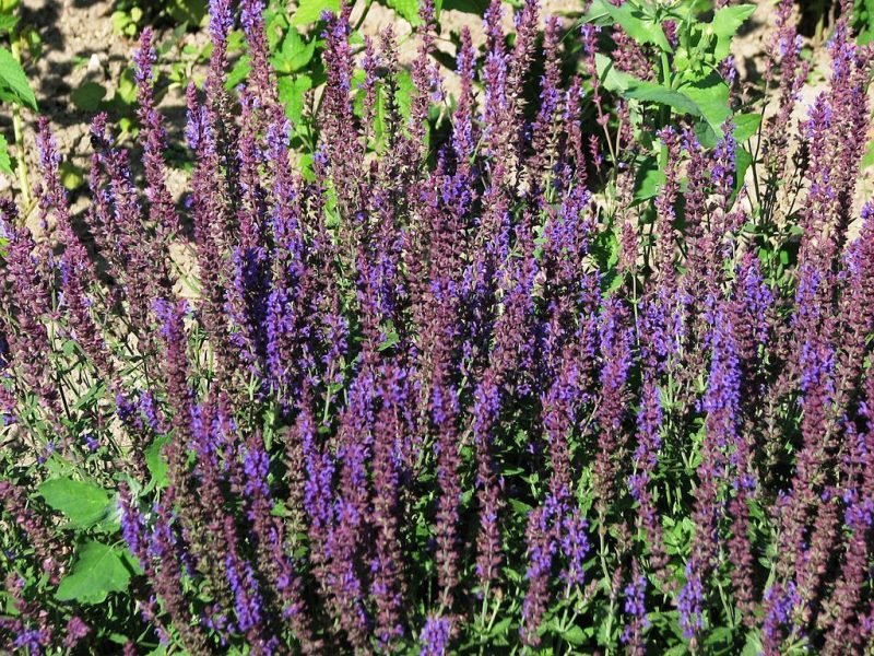 Balkan clary 'Ostfriesland' (Salvia nemorosa 'Ostfriesland')
