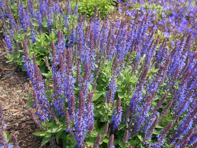 Balkan clary [Sensation Deep Blue] (Salvia nemorosa Sensation Deep Blue - 'Florsaldblue')
