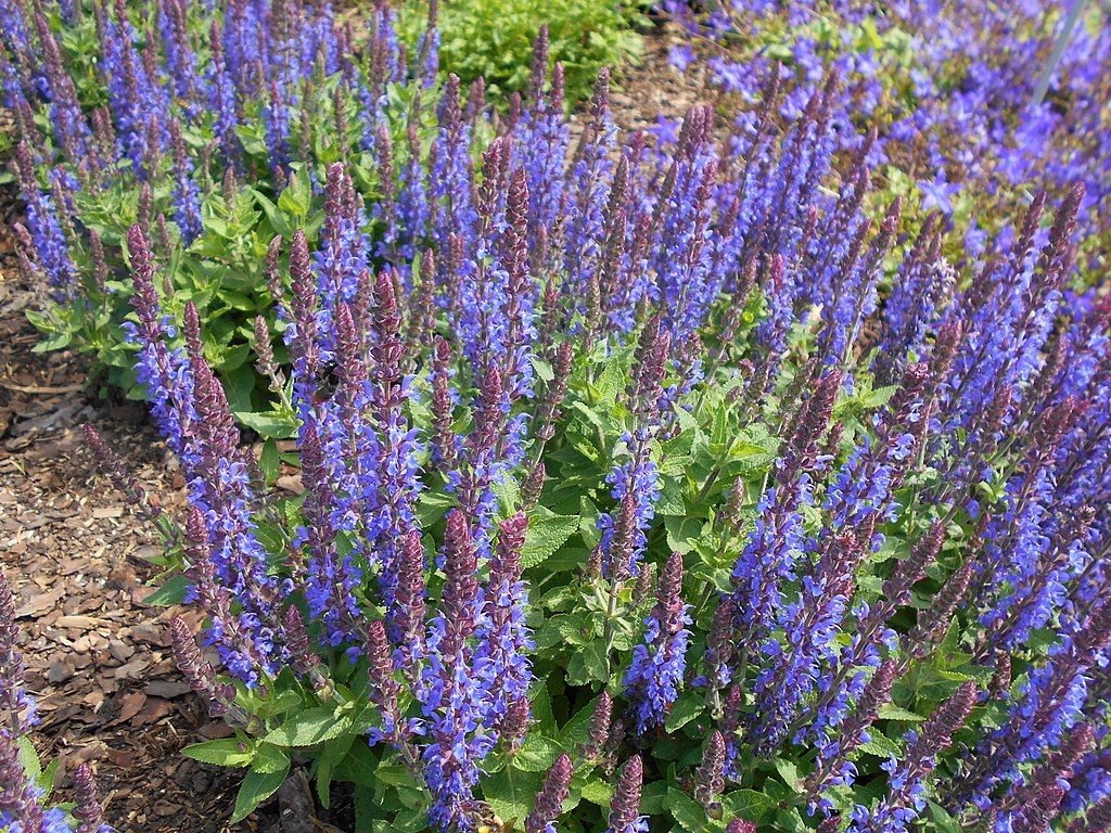 Balkan clary [Sensation Deep Blue] (Salvia nemorosa Sensation Deep Blue - 'Florsaldblue')