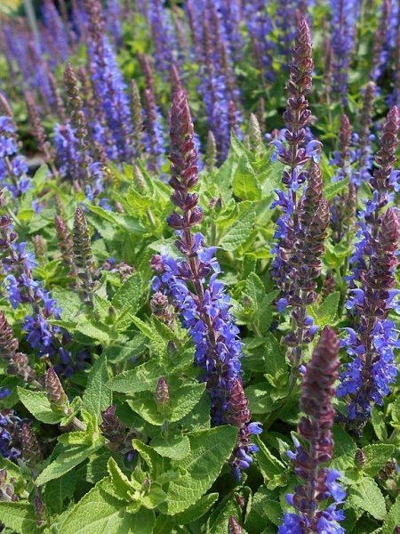 How to plant Balkan clary [Sensation Deep Blue] (Salvia nemorosa Sensation Deep Blue - 'Florsaldblue')_1