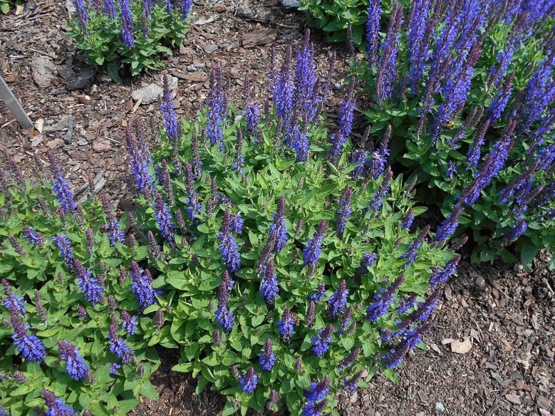 Where to plant Balkan clary [Sensation Deep Blue] (Salvia nemorosa Sensation Deep Blue - 'Florsaldblue')_2