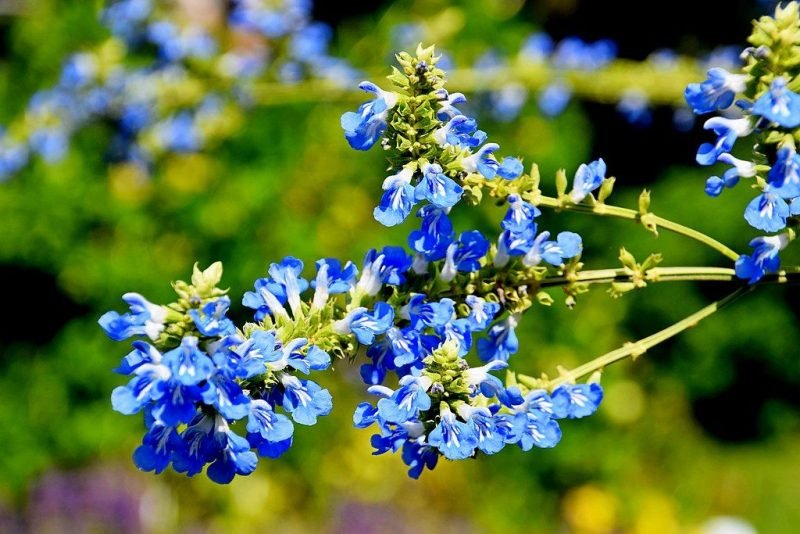 Bog sage (Salvia uliginosa)