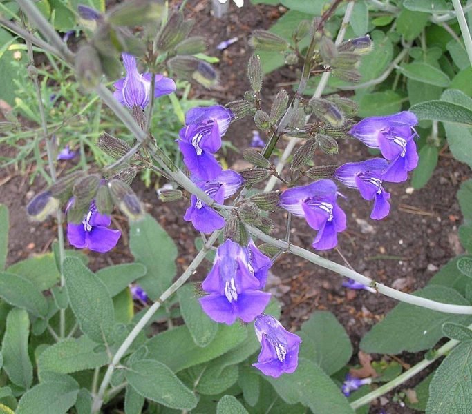 Candelabrum sage (Salvia candelabrum)