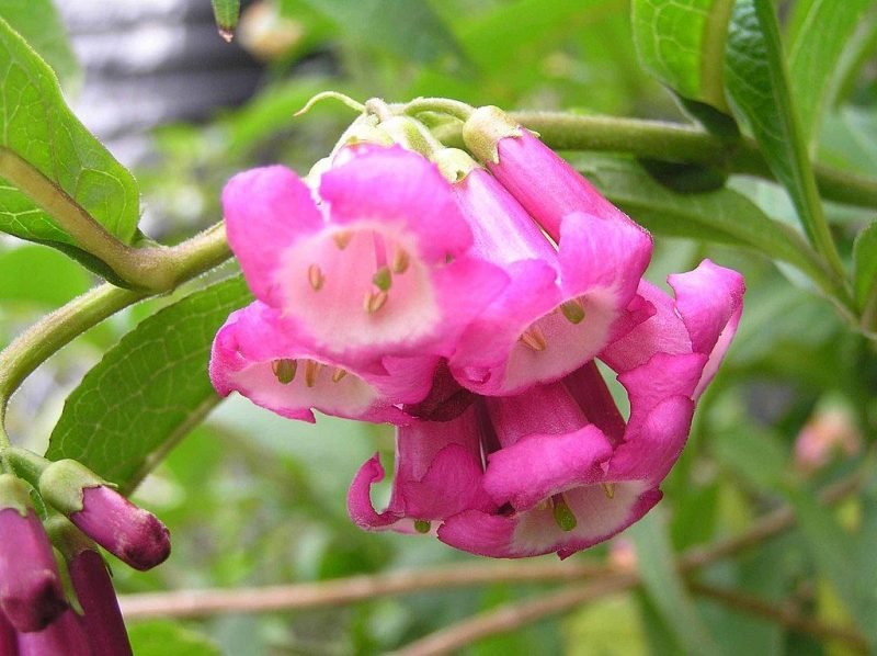 Colvile butterfly bush (Buddleja colvilei)