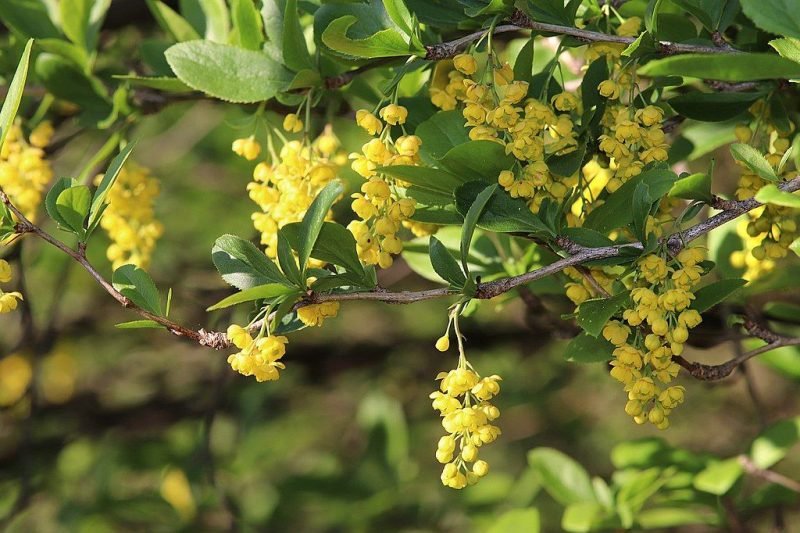 Common barberry (Berberis vulgaris)