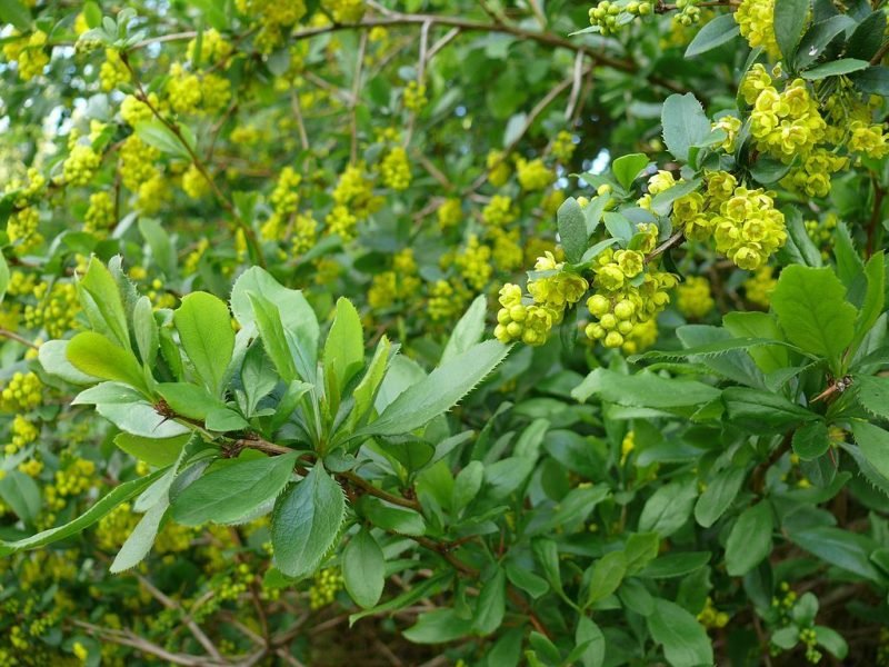Where to plant Common barberry (Berberis vulgaris)_2