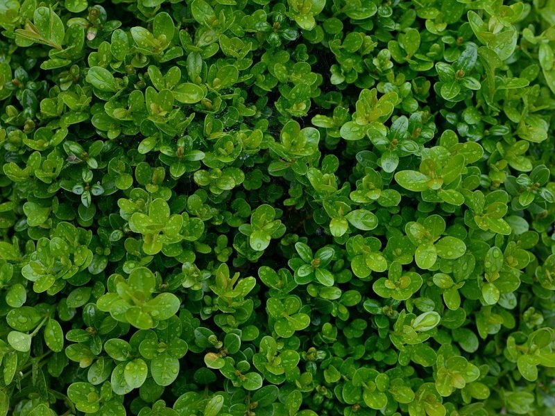 Common box (Buxus sempervirens)