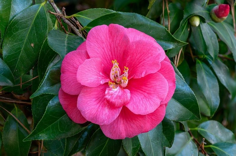 Common camellia (Camellia japonica)