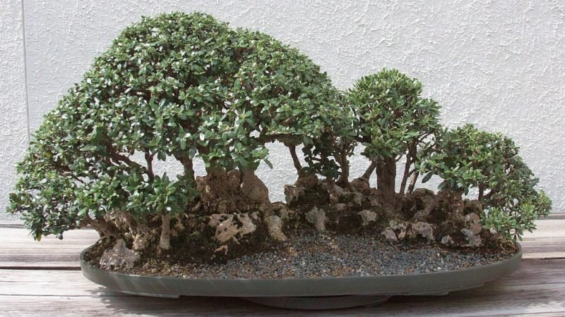Common olive bonsai tree (Olea europaea)