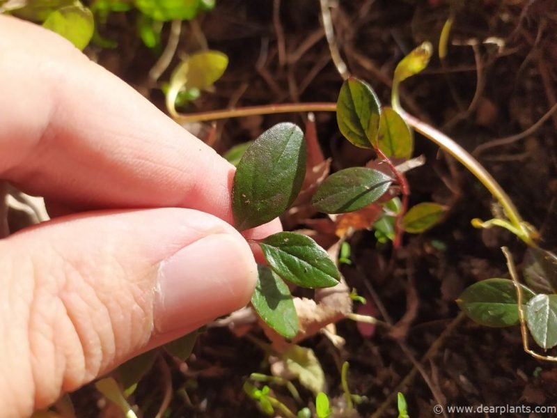 Cotoneaster seedling