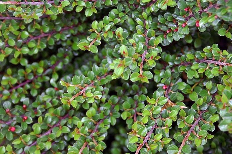 Creeping cotoneaster (Cotoneaster adpressus)