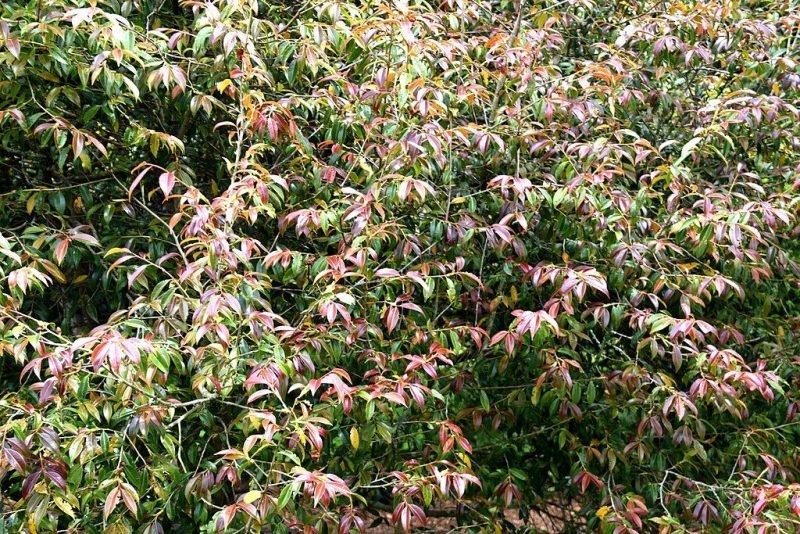 Cuspidate camellia (Camellia cuspidata)