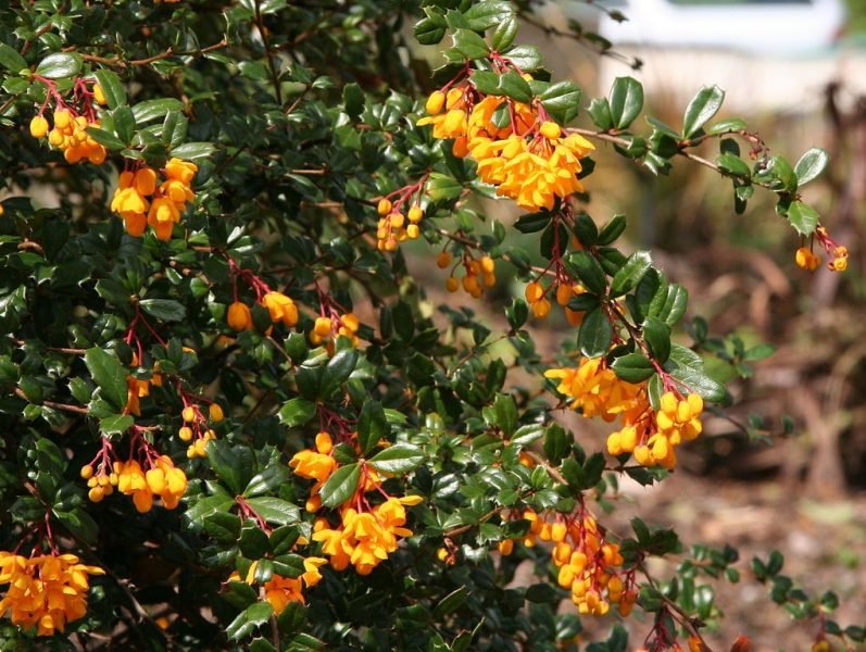 Darwin's barberry (Berberis darwinii)