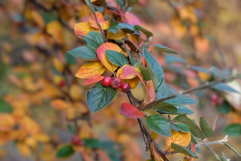 Diels' cotoneaster (Cotoneaster dielsianus)