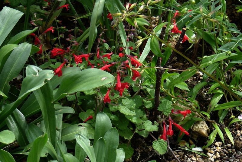 Dwarf crimson-flowered sage (Salvia roemeriana)