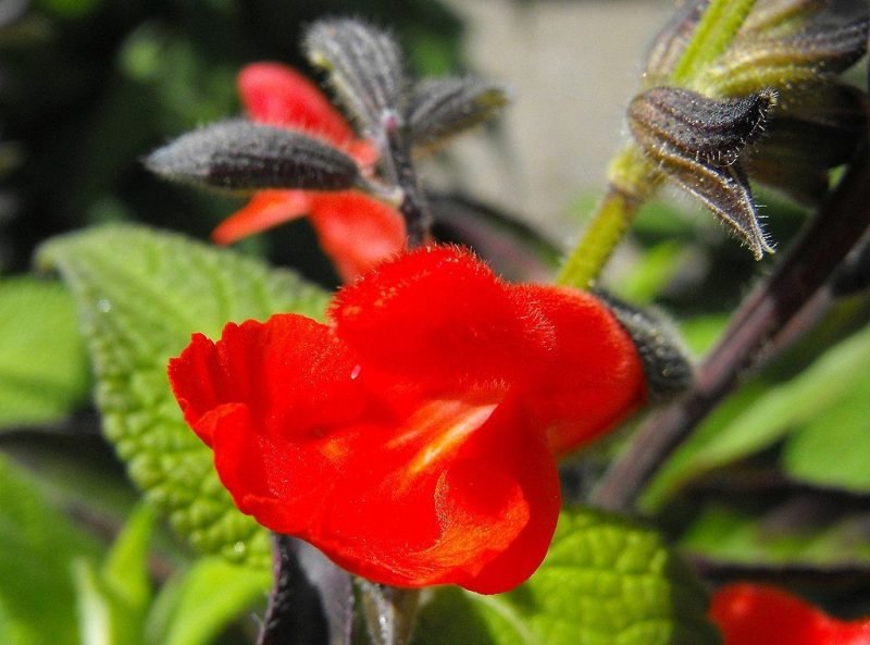 Eyelash-leaved sage (Salvia blepharophylla)