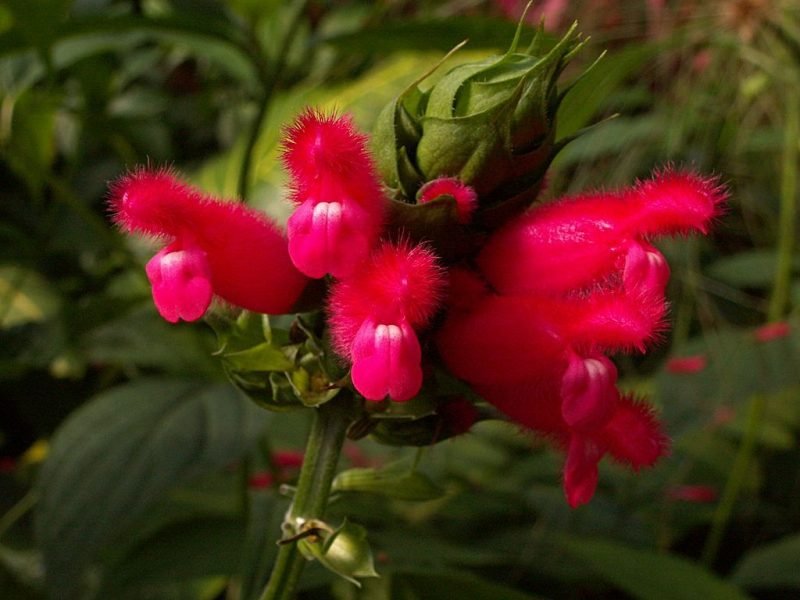 Fuzzy Bolivian sage (Salvia oxyphora)