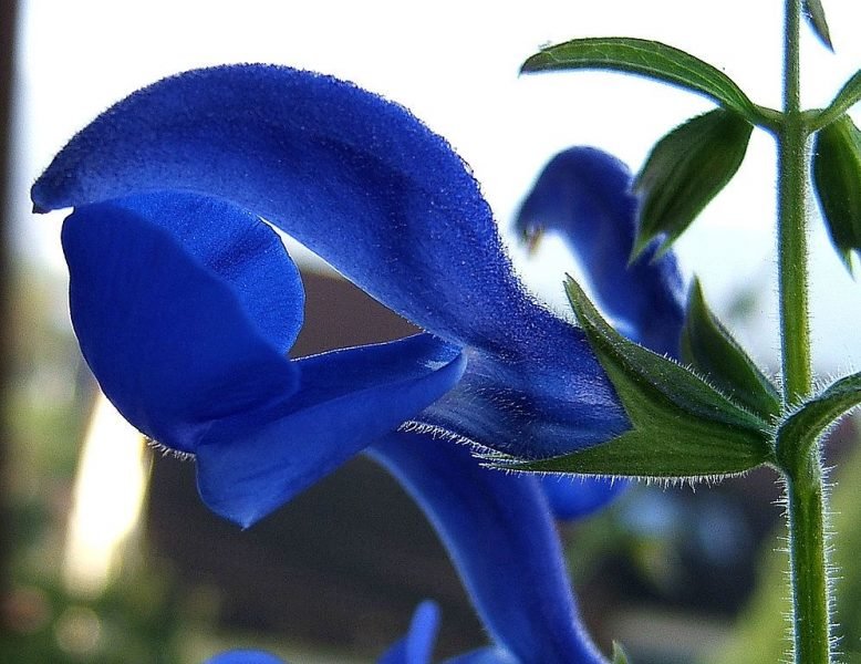 Gentian sage (Salvia patens)