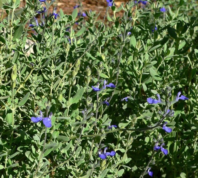 Germander sage (Salvia chamaedryoides)