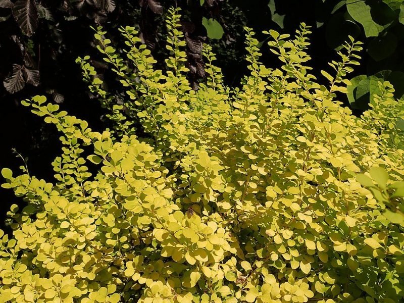 Golden Japanese barberry (Berberis thunbergii 'Aurea')