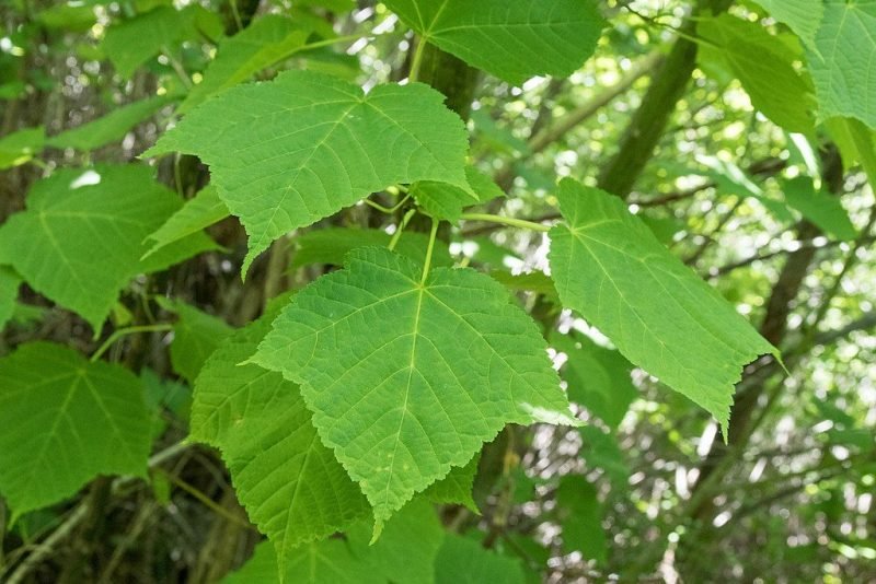 Grey snake-bark maple (Acer rufinerve)