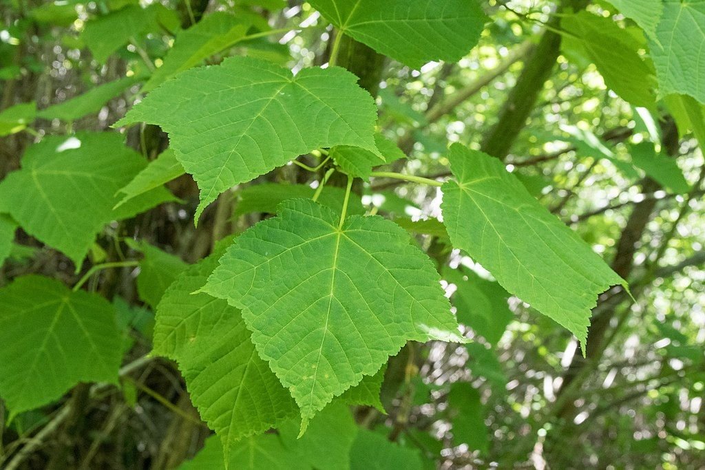 Grey snake-bark maple (Acer rufinerve)