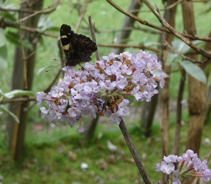 Himalayan butterfly bush (Buddleja crispa)