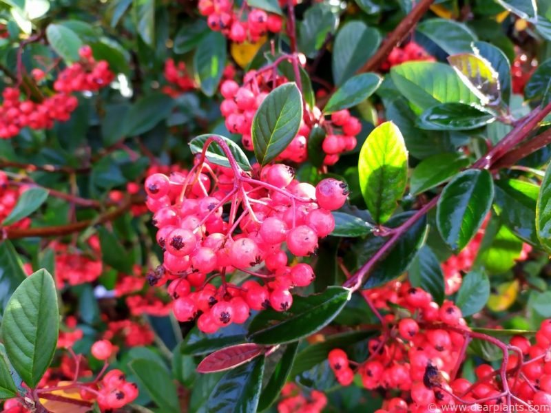 How to grow cotoneaster from seed