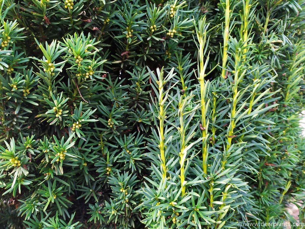 How to propagate irish yew from cuttings (Taxus baccata 'fastigiata')