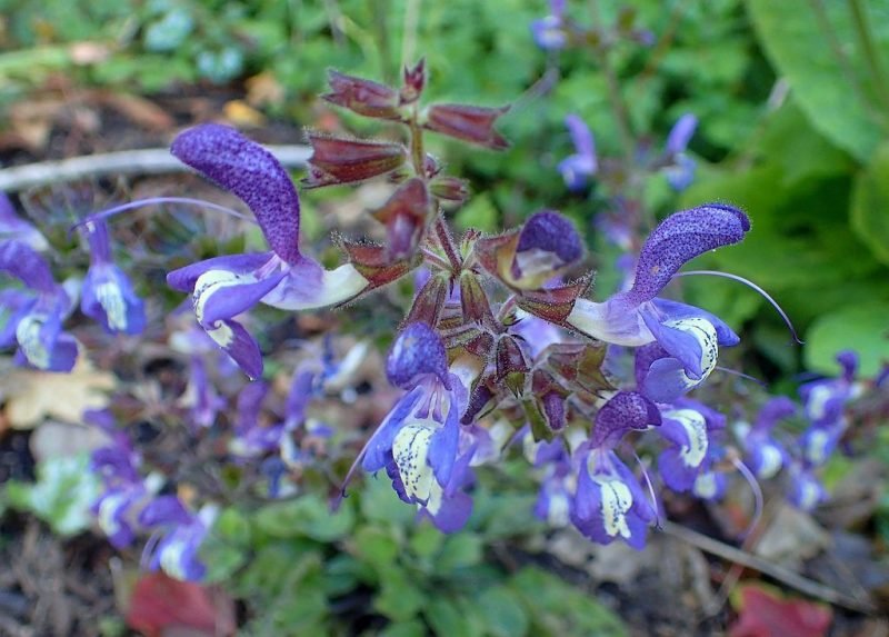 Indigo woodland sage (Salvia forsskaolii)