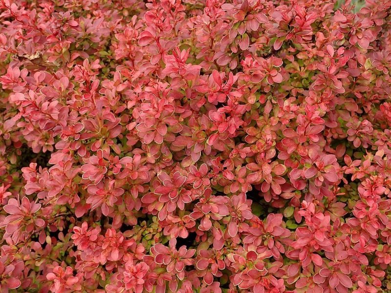 Japanese barberry 'Admiration' (Berberis thunbergii f. atropurpurea 'Admiration')